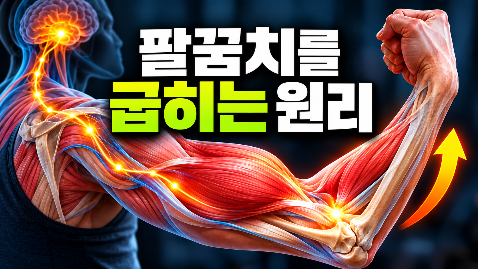 팔꿈치를 굽힐 때 근육과 힘줄이 뼈를 당기는 모습